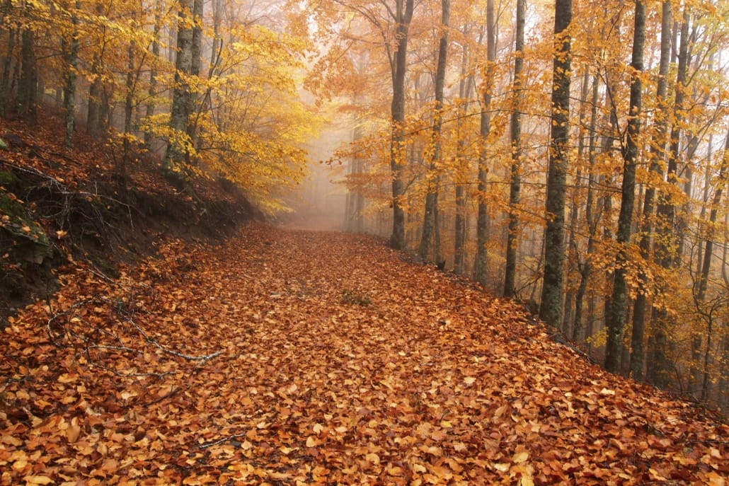 Faias de São Lourenço