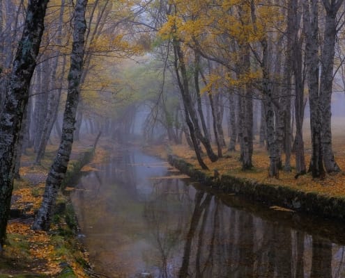 Covão D'ametade 05 Foto Carlos Tenente