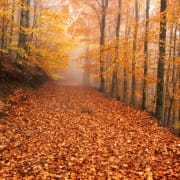 Faias De São Lourenço 01 Foto Miguel Serra