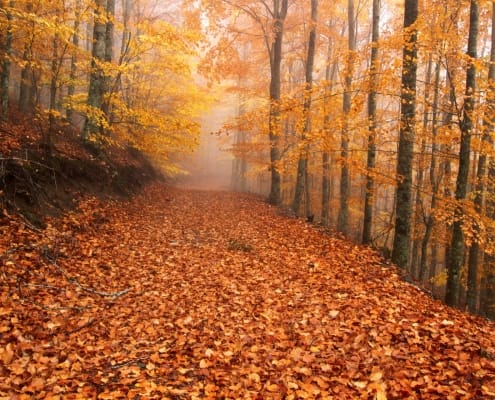 Faias De São Lourenço 01 Foto Miguel Serra