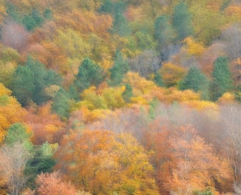 Faias De São Lourenço 02 Foto Hélio Cristóvão