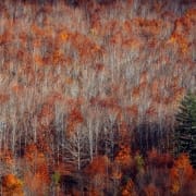 Faias De São Lourenço 03 Foto Pedro Patrício