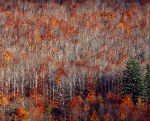 Faias De São Lourenço 03 Foto Pedro Patrício